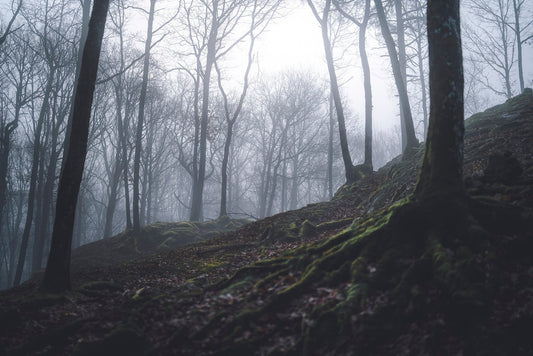 Hjort fra "Kalveskogen"