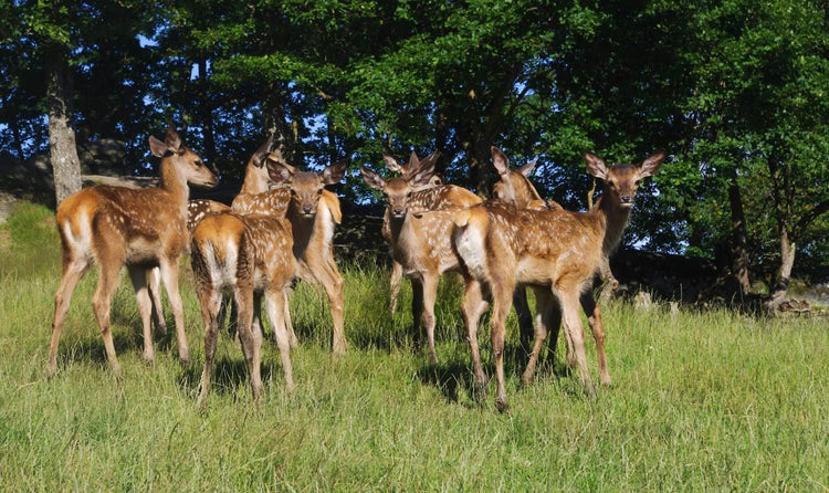 Fra Hjortefamen på Tjore