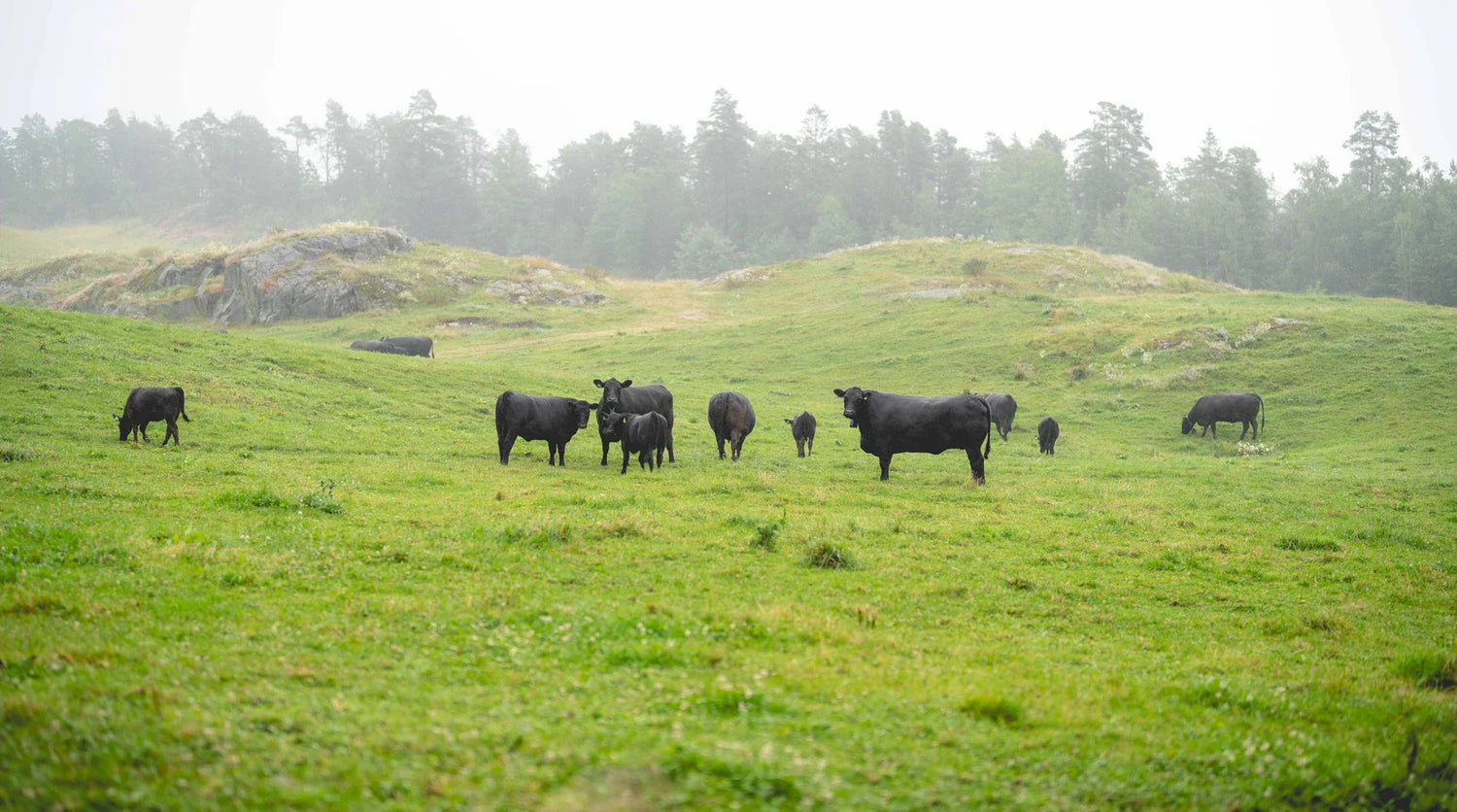 Aberdeen Angus
