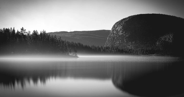 Vilt fra Austre Nape